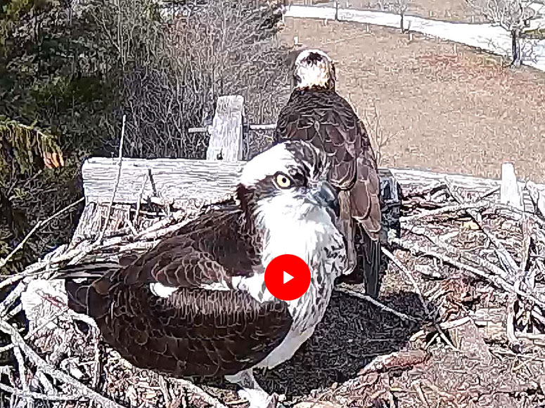 Osprey Nest Web Cam