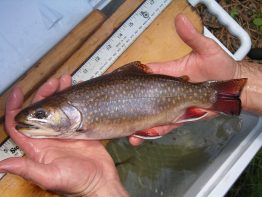 Red Brook May 23, 2008 020