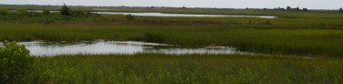 bringing-wetlands-to-market-marsh32