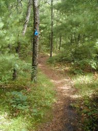 Waquoit Bay Reserve Trails