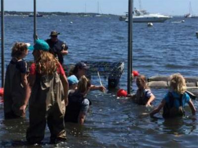 Oysters: Place-based learning with local research (for teachers grades 3-12)